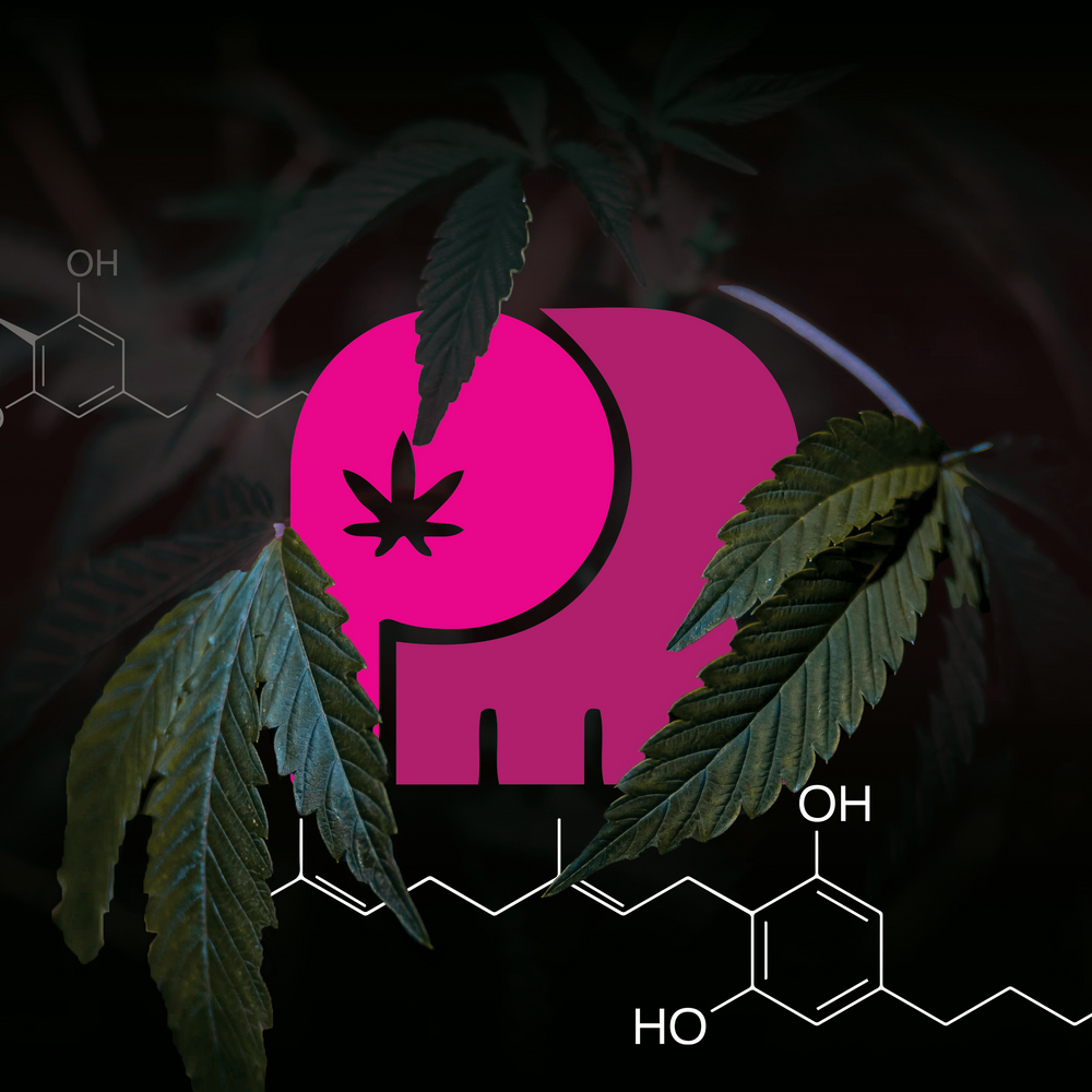 The Pink Elephant - A New Cannabis Education Initiative. Expand your knowledge on THC, CBD and More. 